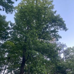 Meet your Posher, Juan